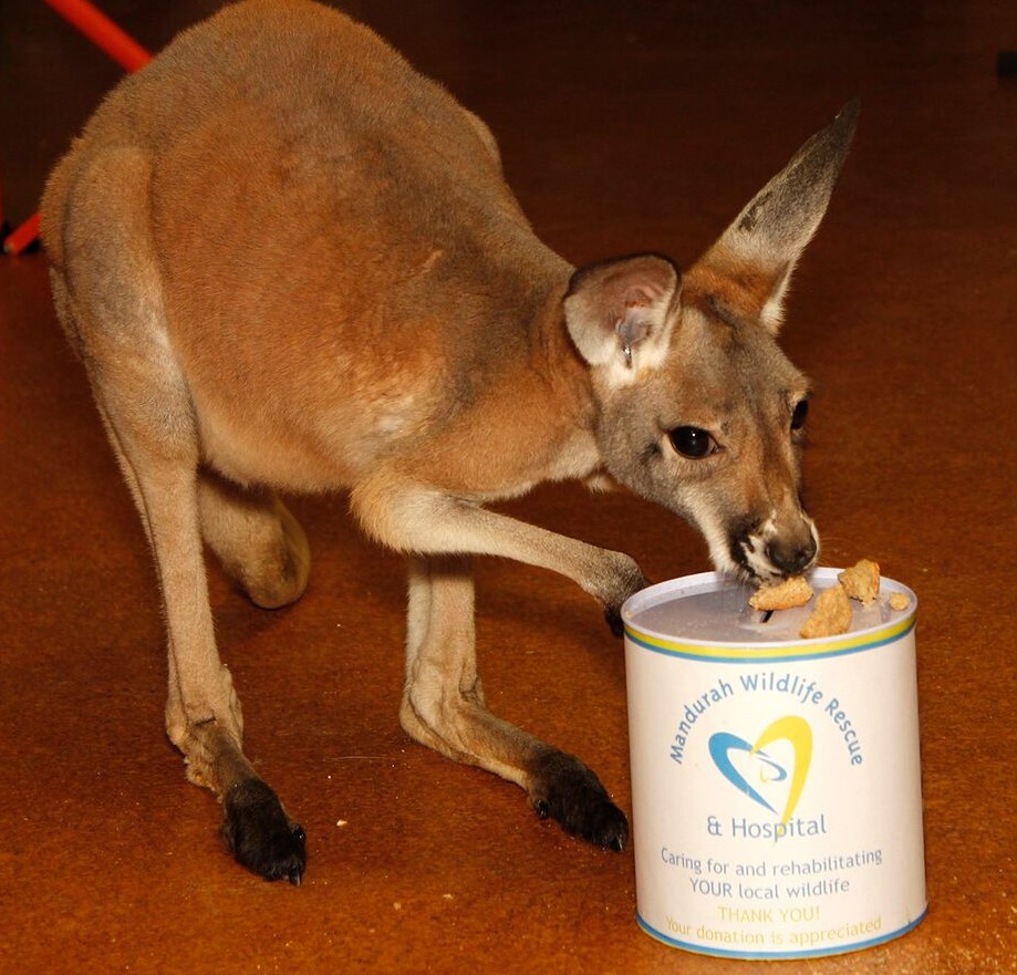 Donate to Mandurah Wildlife Rescue Inc