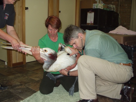 pelican being treated by vet