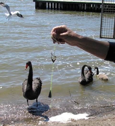 swan released after being untangled from fishing line