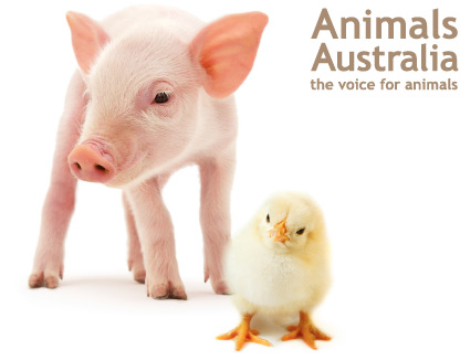 A voice for animals this christmas A voice for animals this christmas