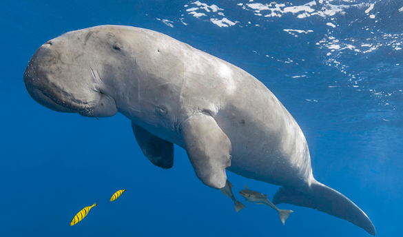 Donate for the Dugongs