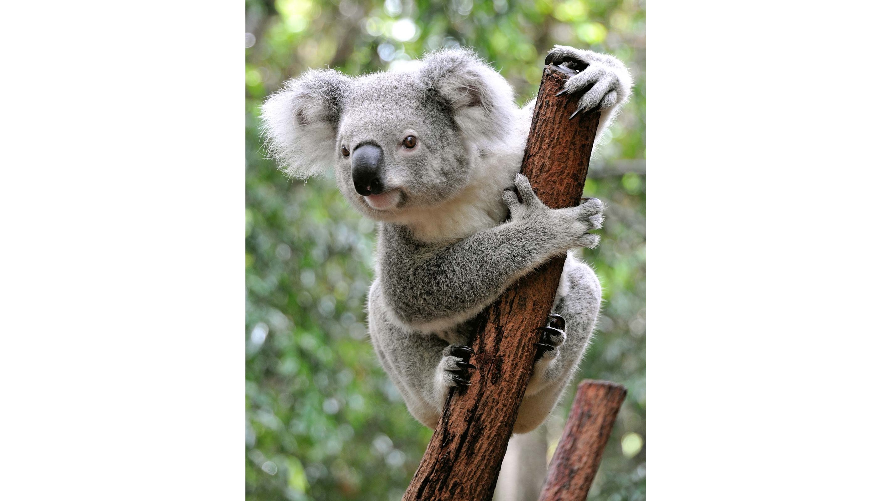 Climb for Koalas