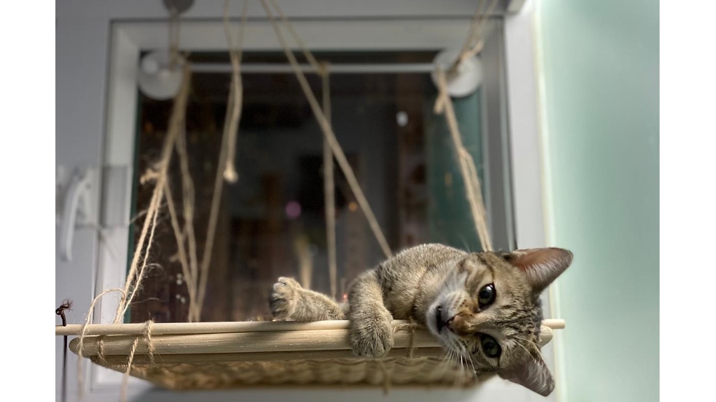 Your Cat Is Breathing Fast? See Probable Reasons Cloud 9 Vets