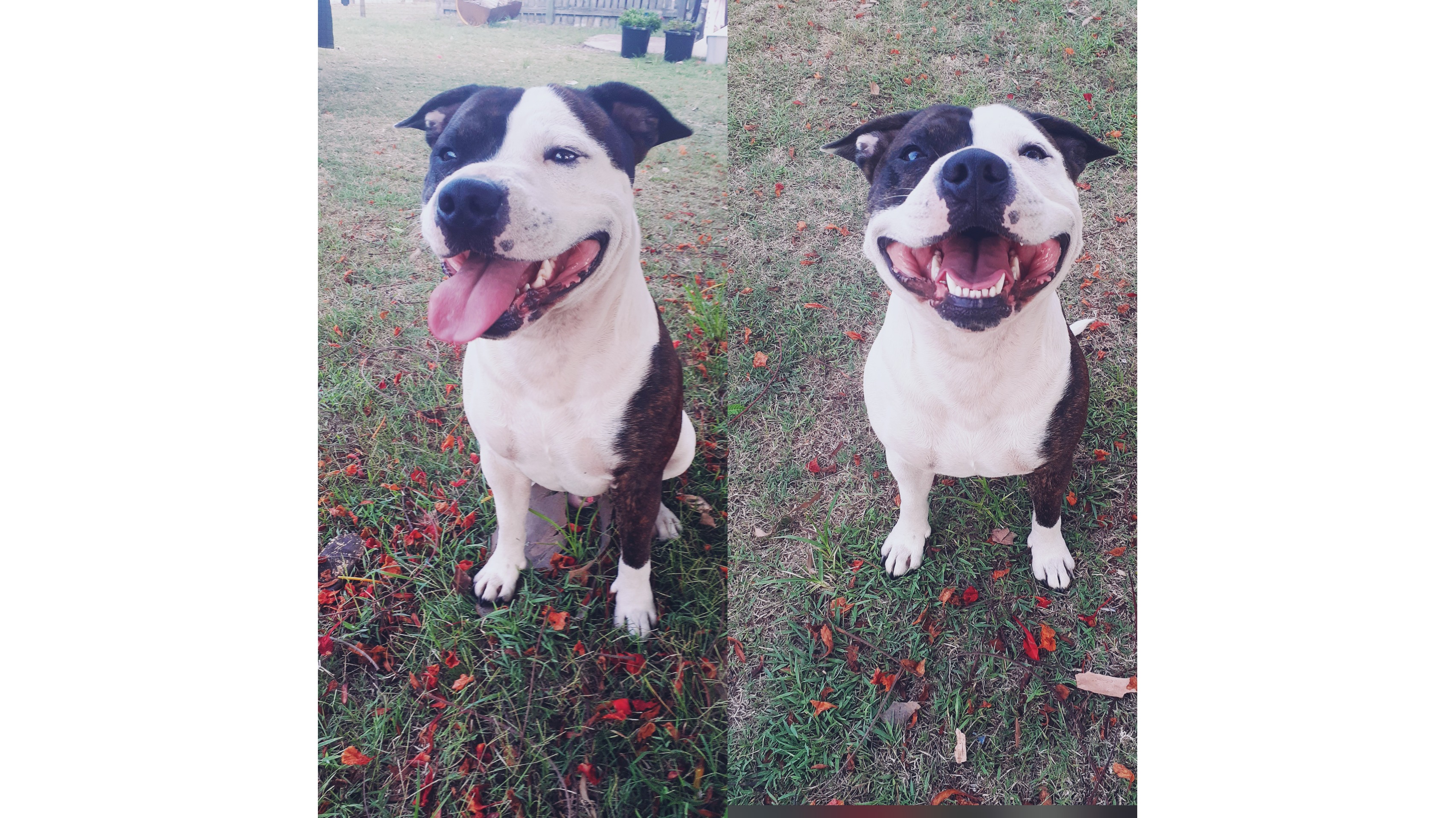 Help save Loki the dog!