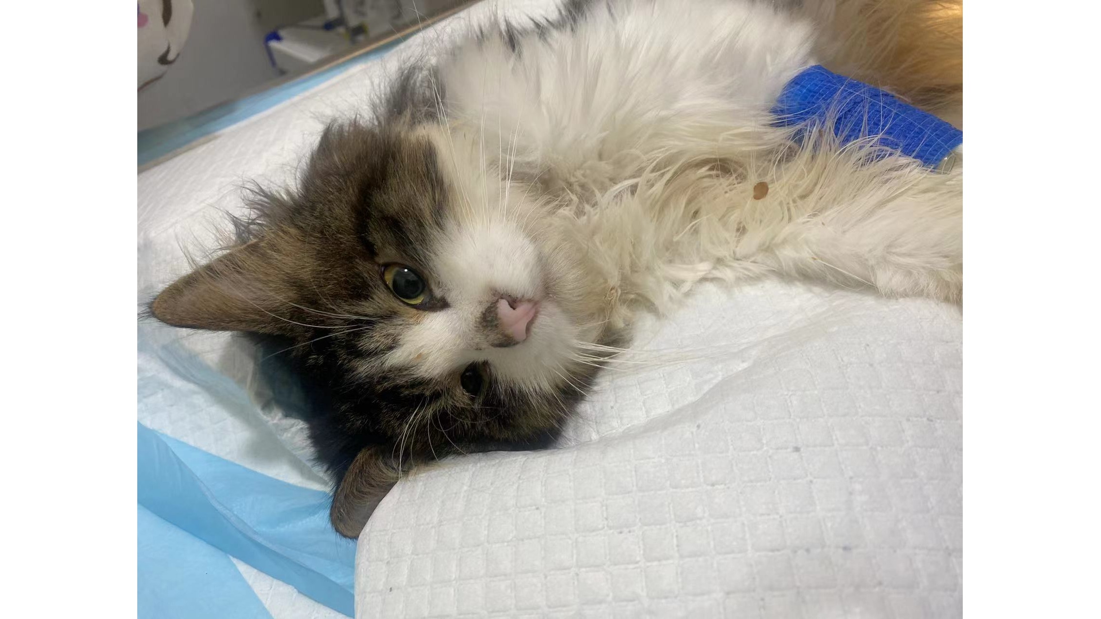 Giving paralyzed kitten a second chance to live