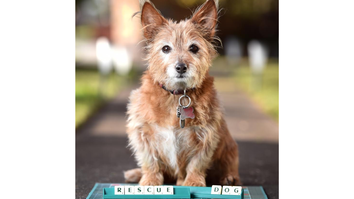 Victorian Dog Rescue Play4Pets