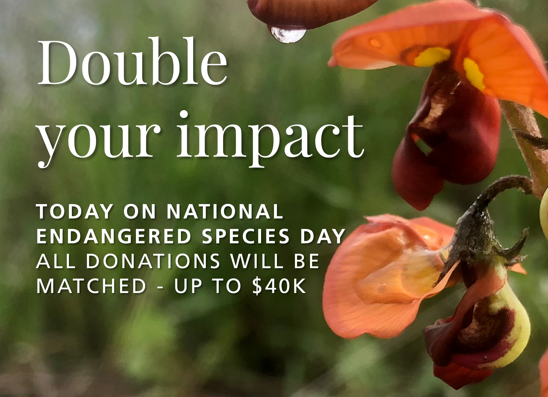 Double Your Donation Today double-your-donation-today