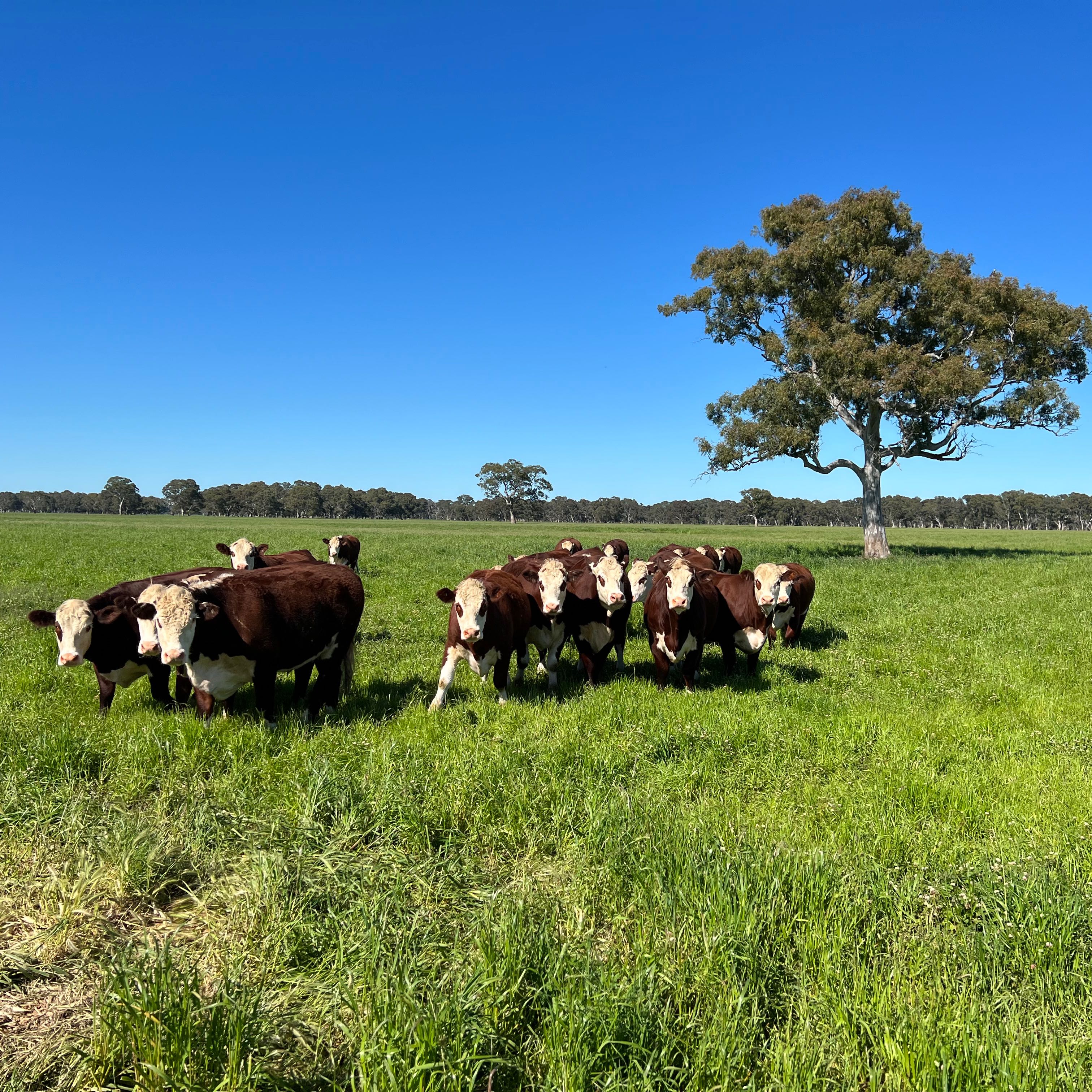 Lola Jean Gollan Young: Binney.Com.Au Profile - yw83e0r
